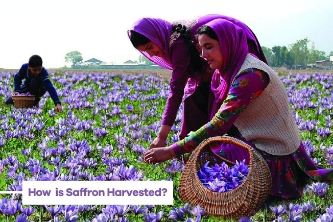 harvest saffron