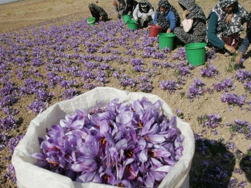 saffron flower