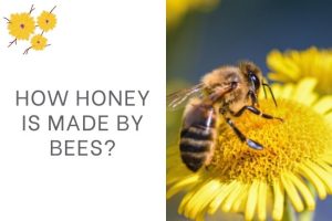 How Honey Is Made By Bees?