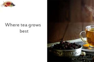 Where tea grows best