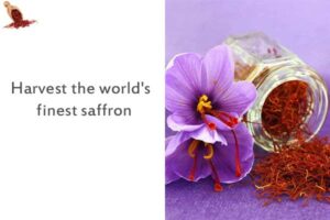 Harvest the world's finest saffron