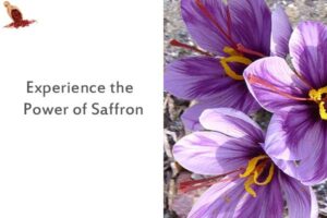 Experience the Power of Saffron
