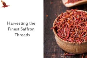 Harvesting the Finest Saffron Threads